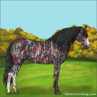 Horse Color:Black and Black