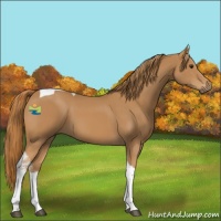 Horse Color:Chestnut Tobiano 