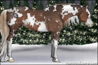 Horse Color:White Spotted Liver Chestnut Splash Appaloosa Rabicano 