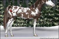 Horse Color:White Spotted Liver Chestnut Splash Appaloosa 