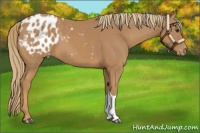 Horse Color:Chestnut Appaloosa 