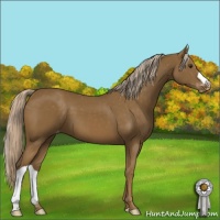 Horse Color:Chocolate Palomino Appaloosa 