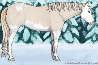 Horse Color:Smoky Creme Splash Appaloosa 