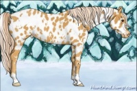 Horse Color:White Spotted Palomino Near Leopard 