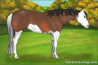 Horse Color:Bay Splash 
