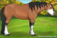Horse Color:Bay Sabino 