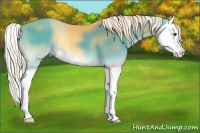 Horse Color:Palomino Onyx Splash 