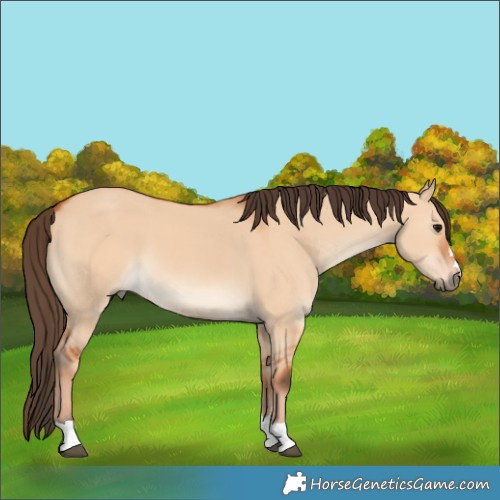 Horse Color:Bay Dun 