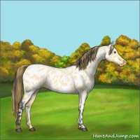 Horse Color:Buckskin Roan Dun Appaloosa 