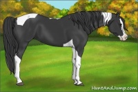 Horse Color:Black Splash Tobiano 