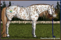 Horse Color:Chestnut Tobiano Appaloosa 