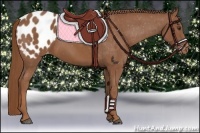 Horse Color:Chestnut Appaloosa