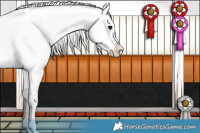 Horse Color:Smoky Grullo Roan Varnish 
