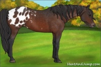Horse Color:Bay Appaloosa 