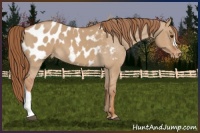 Horse Color:Red Dun Appaloosa 