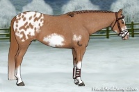 Horse Color:Chestnut Splash Frame Appaloosa