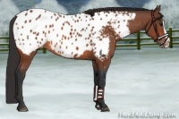 Horse Color:Bay Splash Near Leopard 