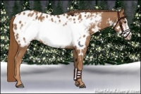 Horse Color:Chestnut Frame Appaloosa
