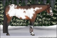 Horse Color:Bay Frame Appaloosa