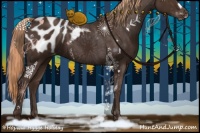 Horse Color:Liver Chestnut Appaloosa 