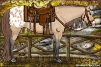 Horse Color:Bay Dun Splash Appaloosa 