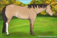 Horse Color:Bay Dun