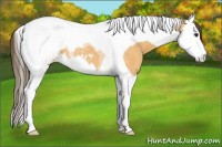 Horse Color:Buckskin Roan Splash Tobiano Snowcap 