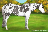 Horse Color:White Spotted Smoky Black Splash Blanket Rabicano 