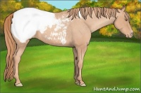 Horse Color:Gold Champagne Appaloosa 