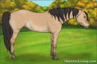 Horse Color:Bay Dun