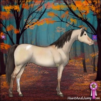 Horse Color:Bay Dun Appaloosa