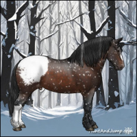 Horse Color:Brown Appaloosa 