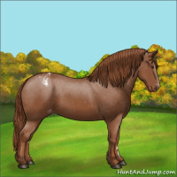 Horse Color:Chestnut Appaloosa 