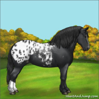 Horse Color:Black Appaloosa 