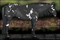 Horse Color:White Spotted Black Rabicano 