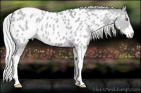 Horse Color:Silver Classic Champagne Chinchilla Dun Sabino Appaloosa