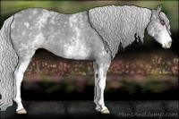 Horse Color:White Spotted Silver Classic Champagne Chinchilla