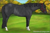 Horse Color:Black Rabicano 