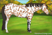 Horse Color:Bay Near Leopard 