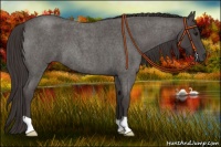 Horse Color:Smoky Blue Roan 