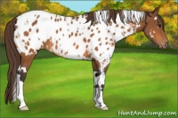 Horse Color:White Spotted Buckskin Appaloosa