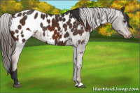 Horse Color:Bay Near Leopard  and Liver Chestnut Near Leopard 