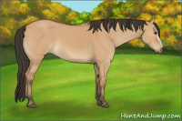 Horse Color:Bay Dun