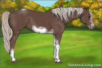 Horse Color:Silver Black Sabino Tobiano Frame Rabicano 