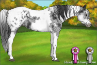 Horse Color:White Spotted Black Splash Tobiano Frame Appaloosa Rabicano 