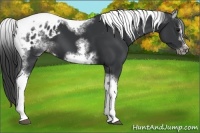 Horse Color:White Spotted Black Splash Tobiano Frame Appaloosa