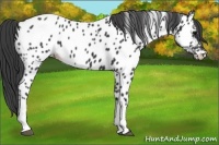 Horse Color:Black Appaloosa 