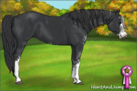 Horse Color:Black Sabino