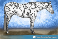 Horse Color:Black Appaloosa 