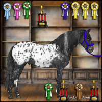 Horse Color:Blue Roan Appaloosa 